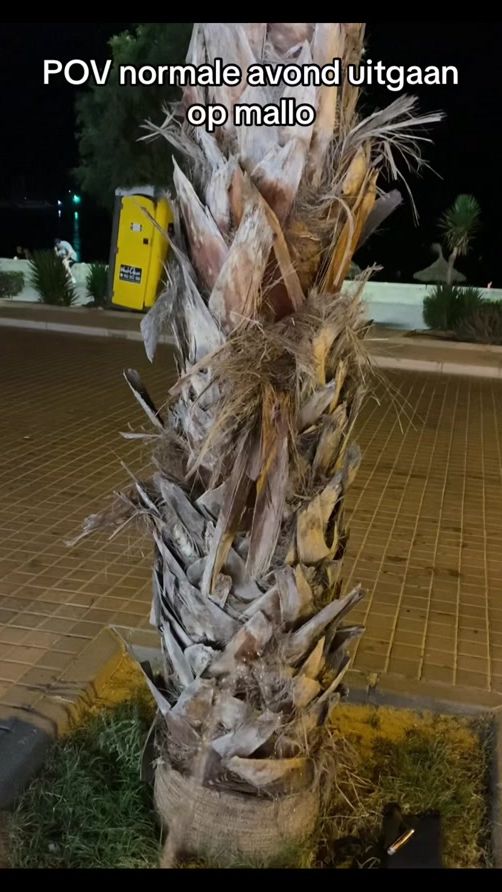 TikTok video thumbnail by wesselhabbenja