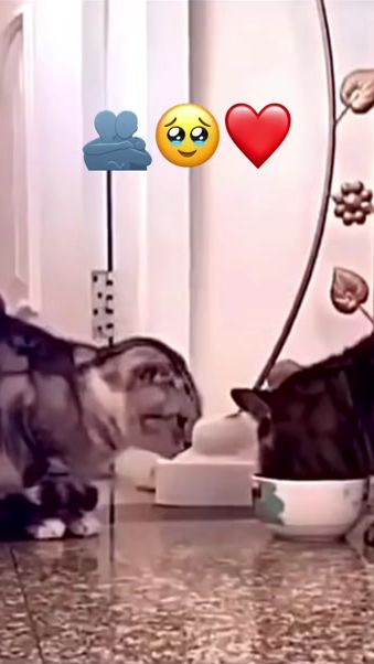 TikTok video thumbnail by yaara818