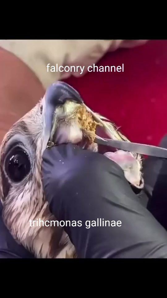 TikTok video thumbnail by falconrychannel