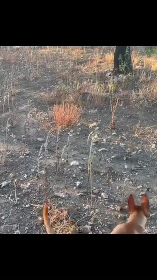 TikTok video thumbnail by cazaeltemple