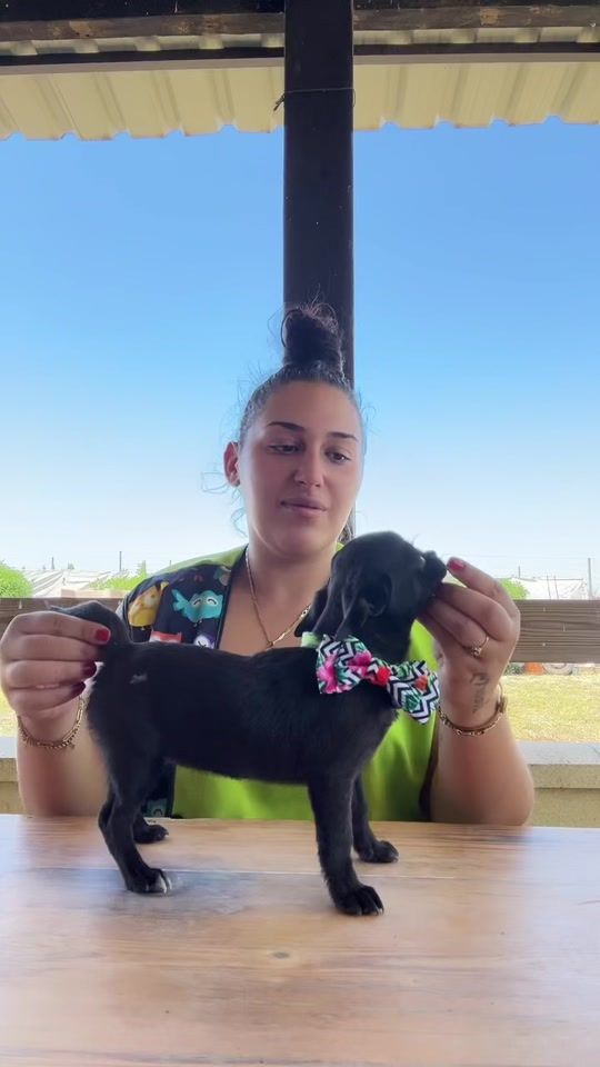 TikTok video thumbnail by chihuahuaseltrigal