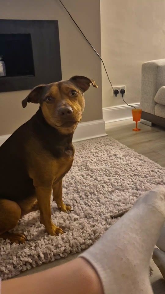 TikTok video thumbnail by lifeof_shannonxg