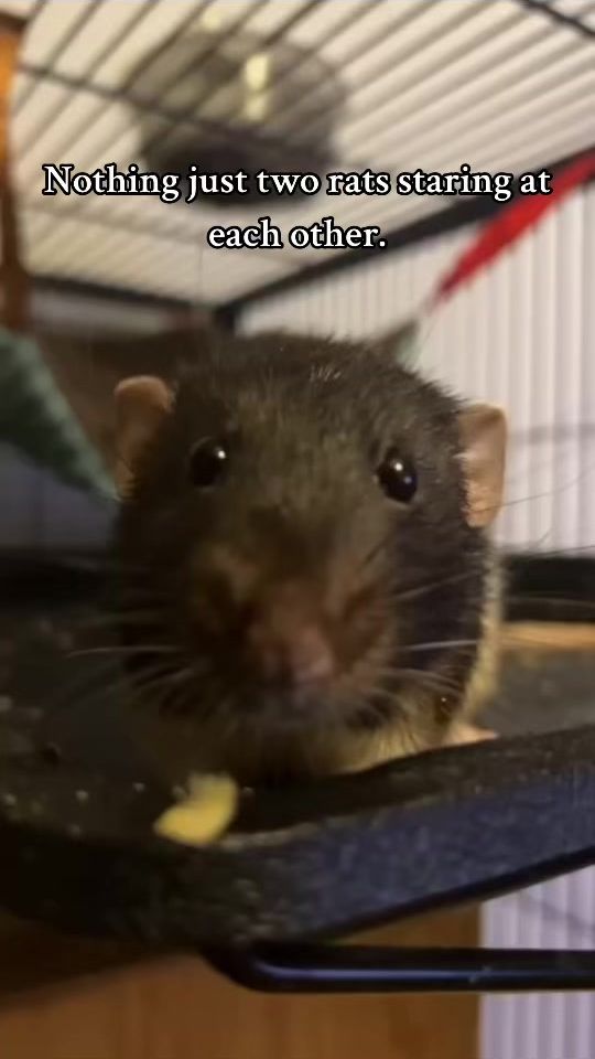 TikTok video thumbnail by .ratsoftiktok