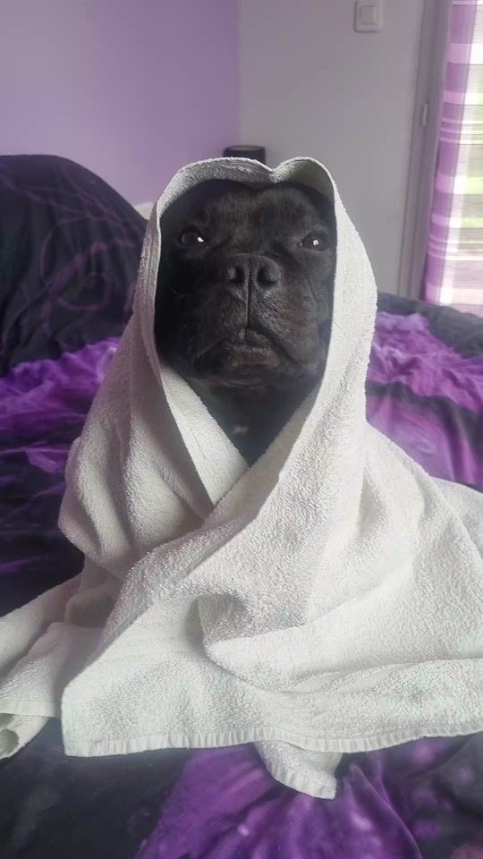 TikTok video thumbnail by teamstaffy