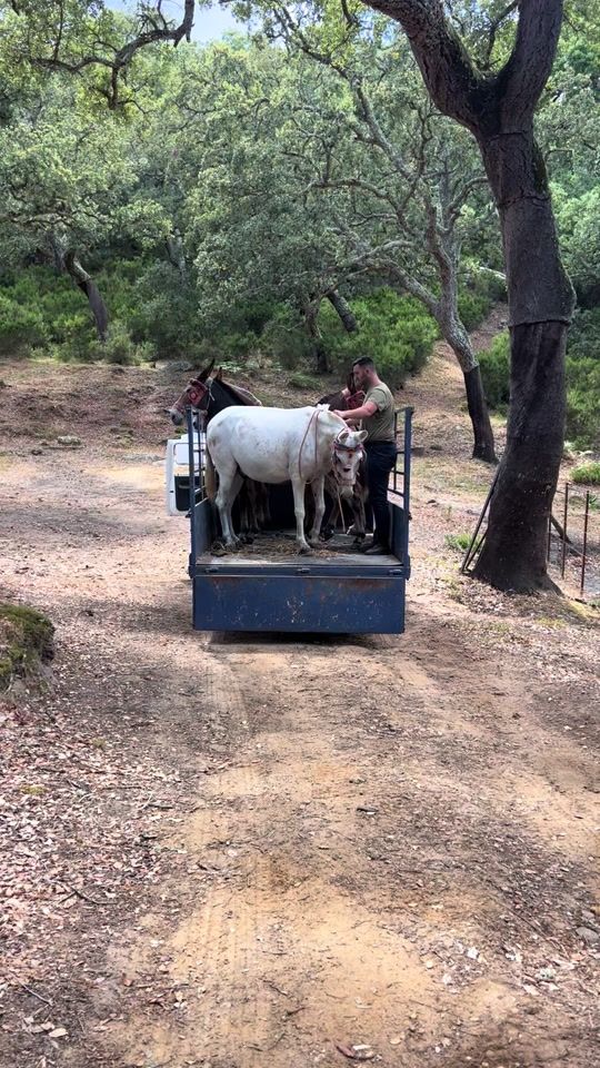 TikTok video thumbnail by arrieriajuanelluizo