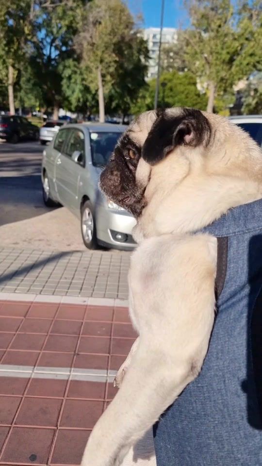 TikTok video thumbnail by melocoto1