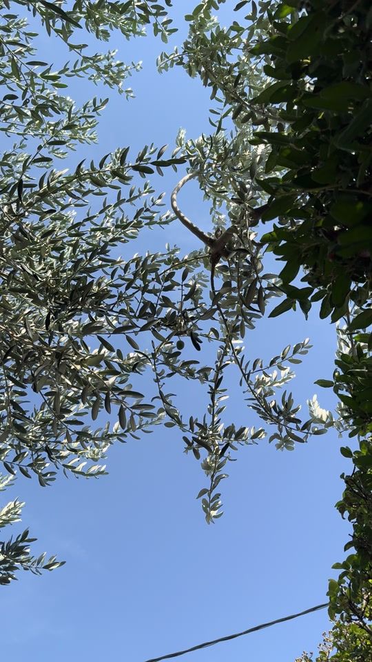 TikTok video thumbnail by andreassottesen