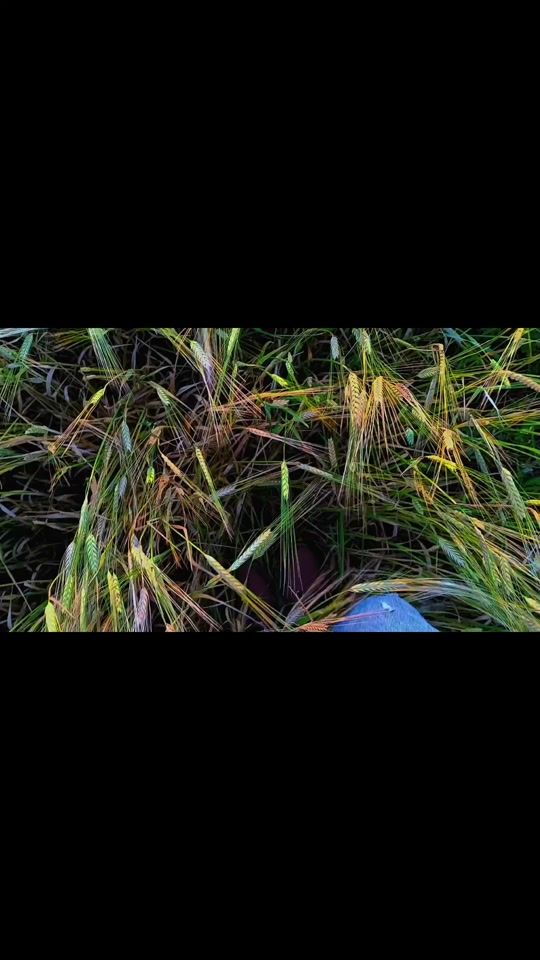 TikTok video thumbnail by 2006_a_4