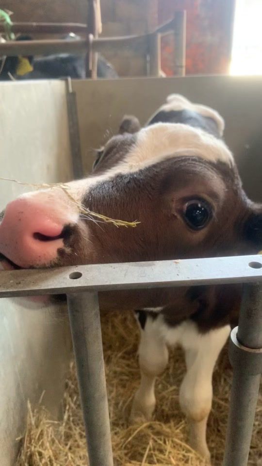 TikTok video thumbnail by boerderijozenhof.11