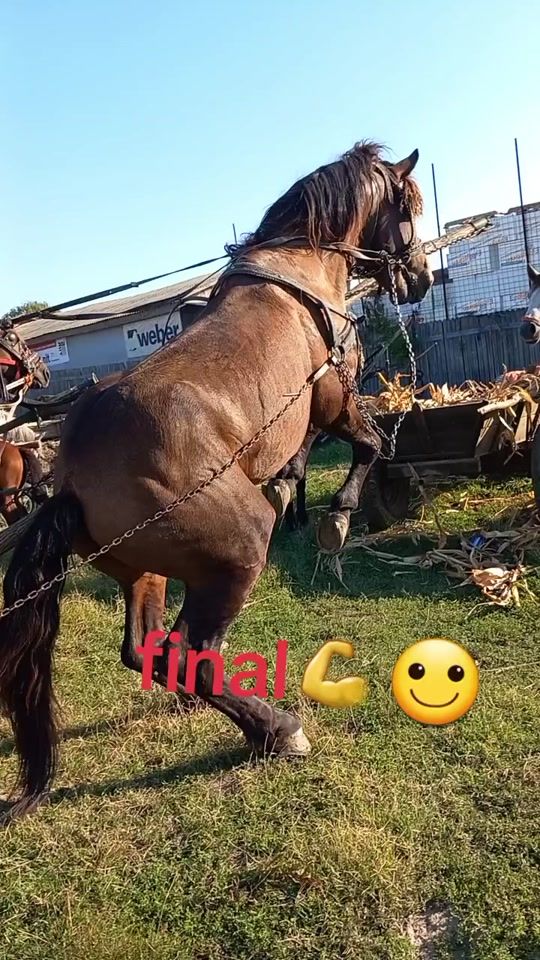 TikTok video thumbnail by ionut.227