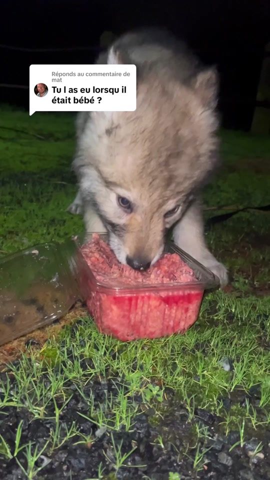 TikTok video thumbnail by flo_explorer