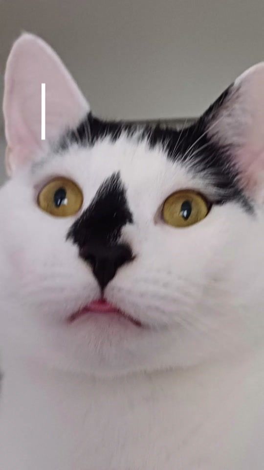 TikTok video thumbnail by tnt14_