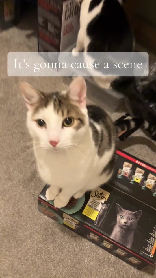TikTok video thumbnail by teddytheshibainu2
