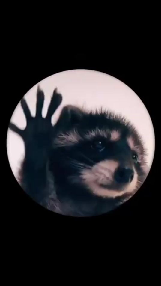 TikTok video thumbnail by pedrotheracoon