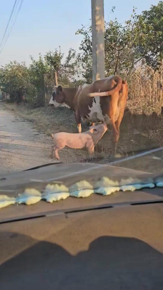 TikTok video thumbnail by romania