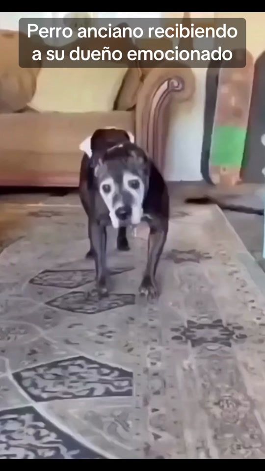 TikTok video thumbnail by digitaltemplar