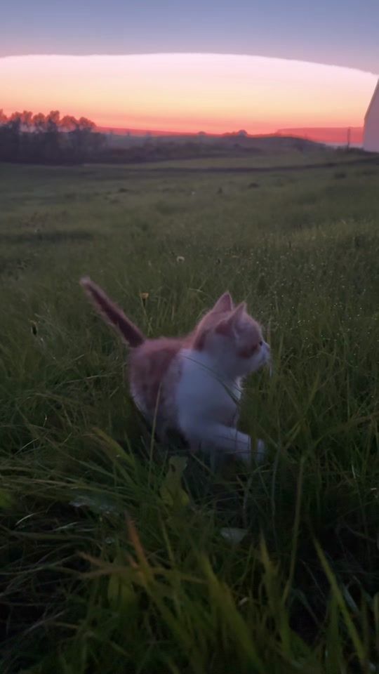 TikTok video thumbnail by icelandicfarm