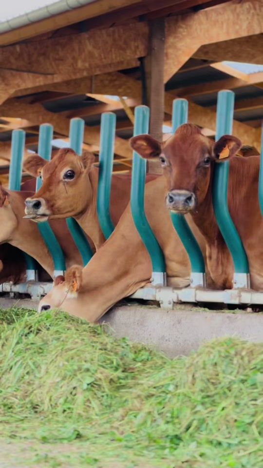 TikTok video thumbnail by hugo_pnv