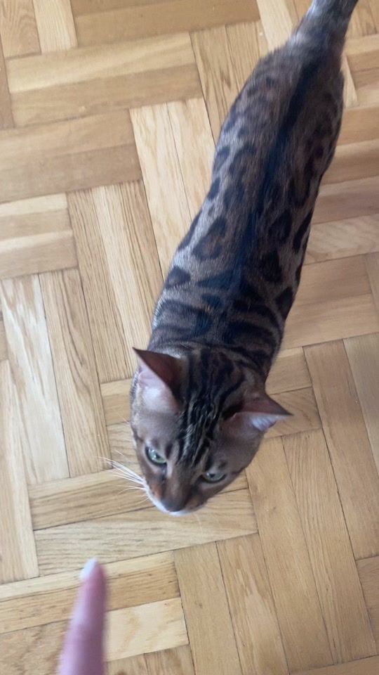TikTok video thumbnail by lcuapls