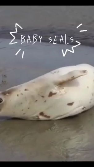 TikTok video thumbnail by bluueberrypie