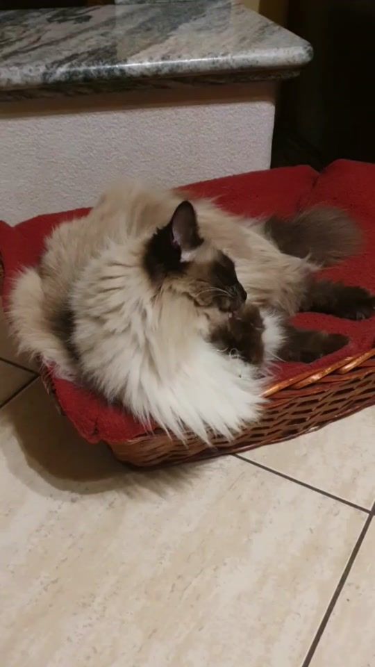 TikTok video thumbnail by bubbinaepillo