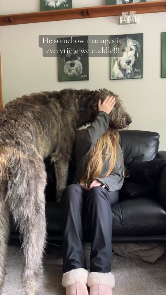 TikTok video thumbnail by mygentlegiants