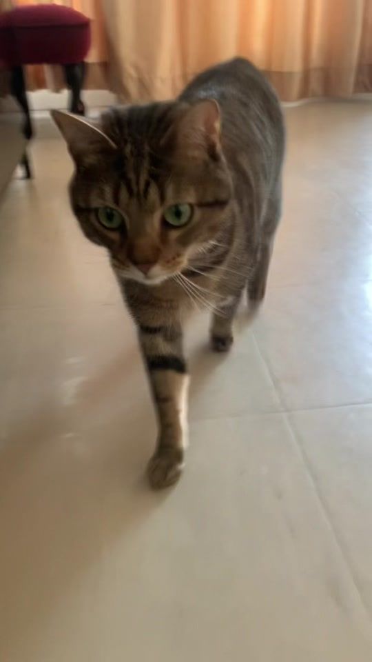 TikTok video thumbnail by samirdagadir