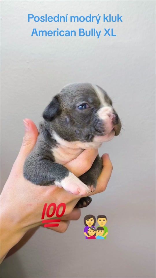 TikTok video thumbnail by hemisxlbullies
