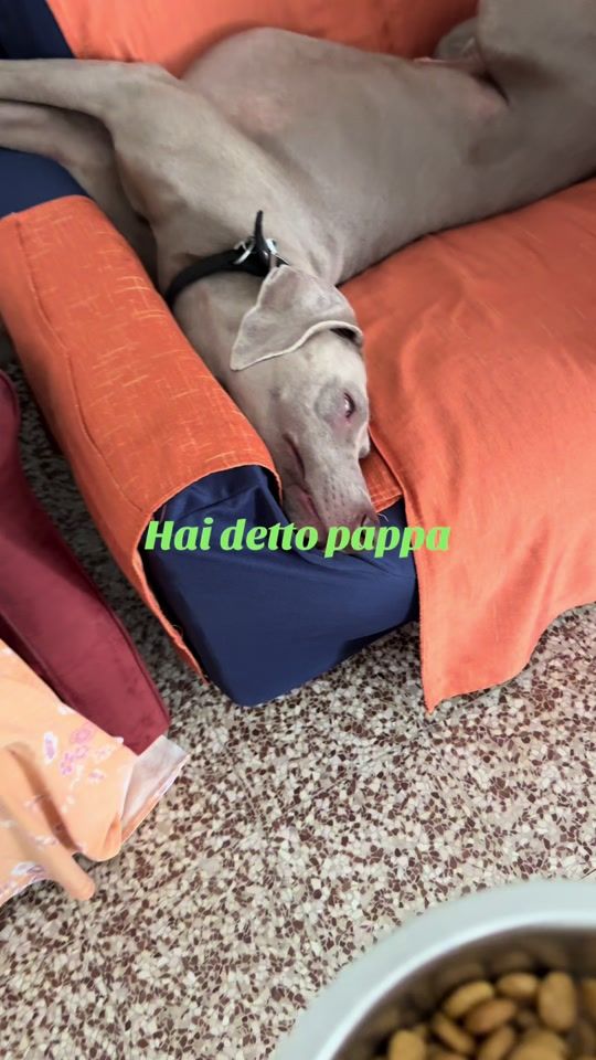 TikTok video thumbnail by legolas_weim