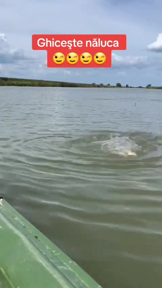 TikTok video thumbnail by tiberiu.mihai.mesesan_