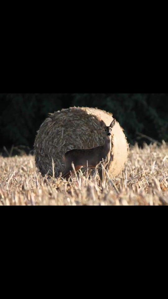 TikTok video thumbnail by balaskosandor74