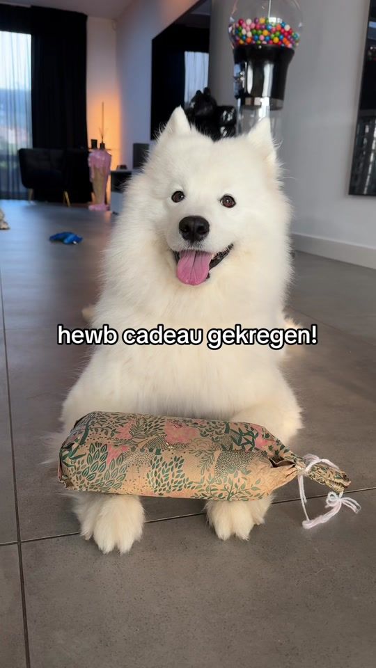 TikTok video thumbnail by pacodehond