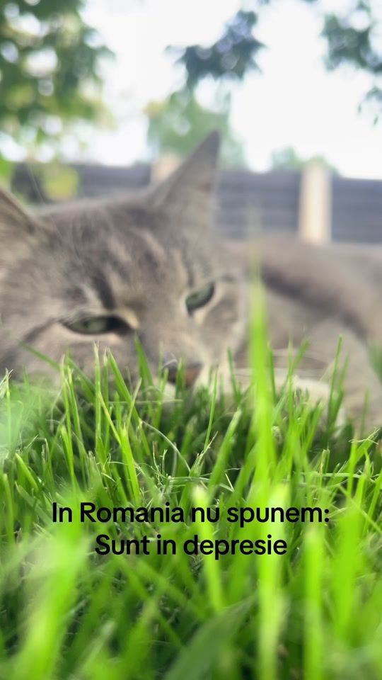 TikTok video thumbnail by ava_and_blue