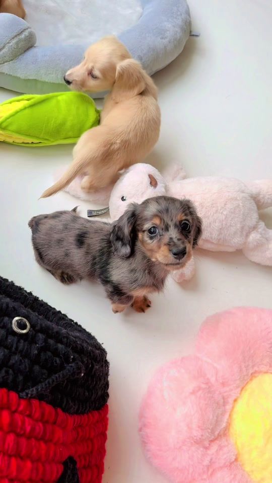 TikTok video thumbnail by waggyjewels