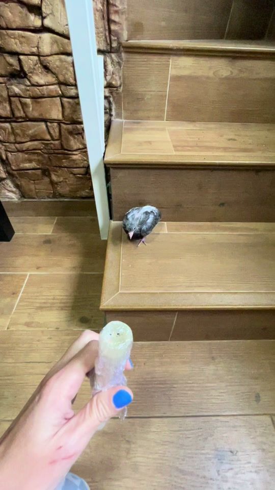 TikTok video thumbnail by lasespabilasofficial