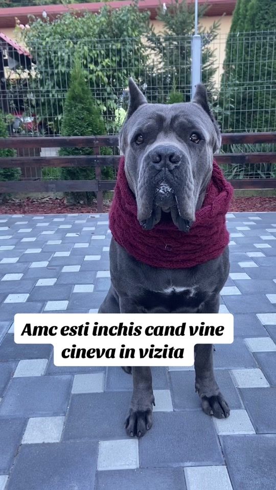 TikTok video thumbnail by kenzo.canecorso