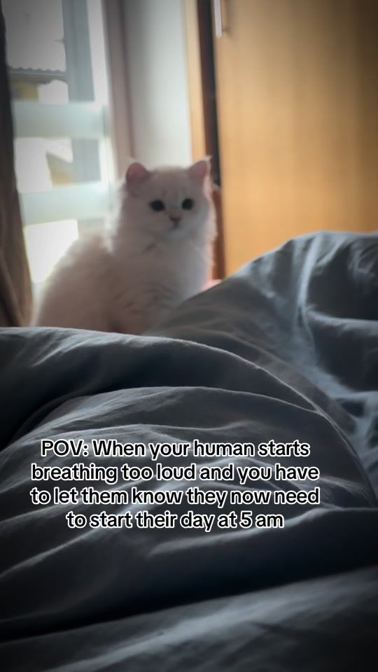 TikTok video thumbnail by ray_thebritish