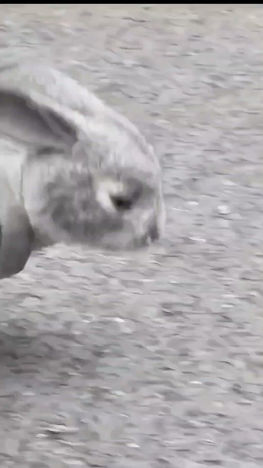 TikTok video thumbnail by jokers_sad_world