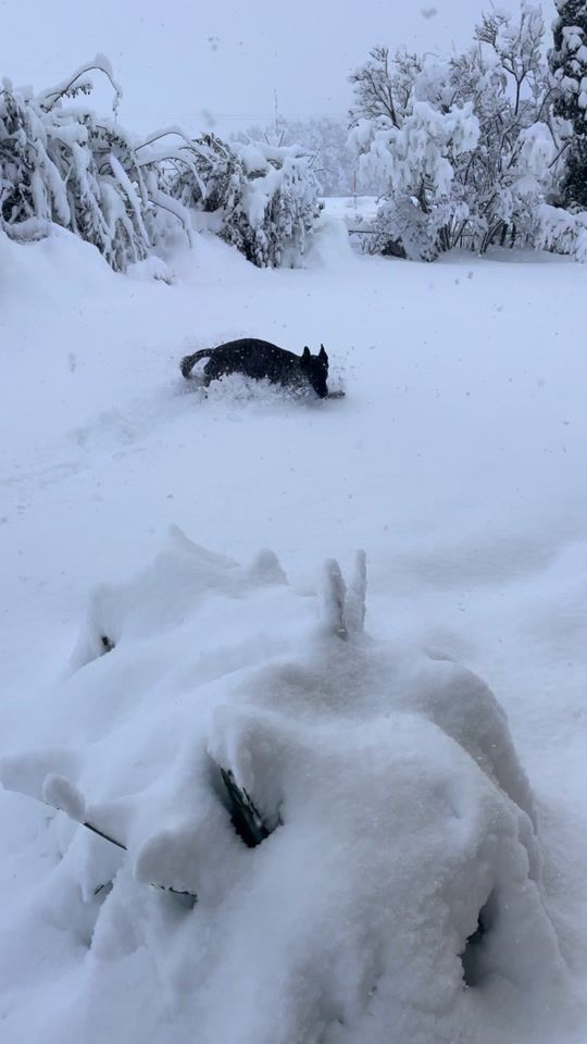 TikTok video thumbnail by derhundeflo