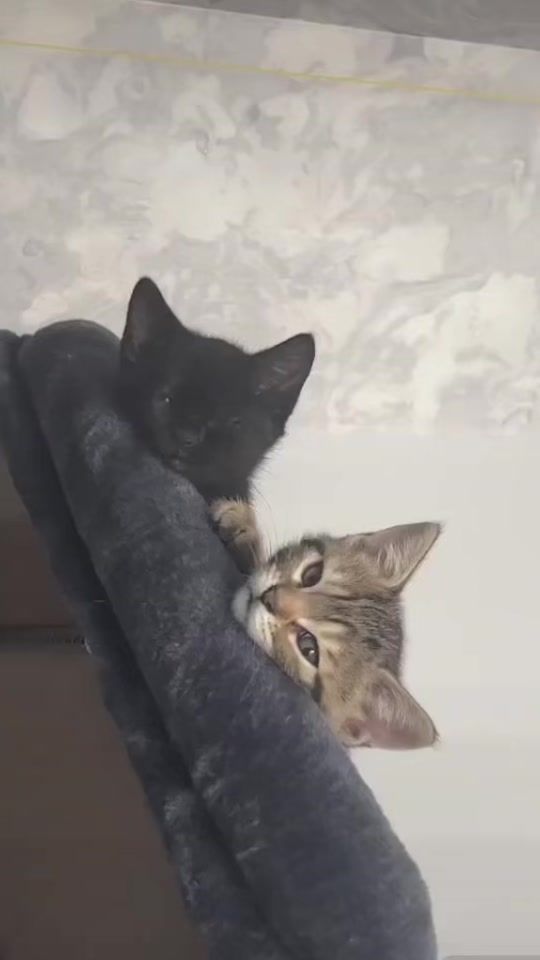 TikTok video thumbnail by riya3259