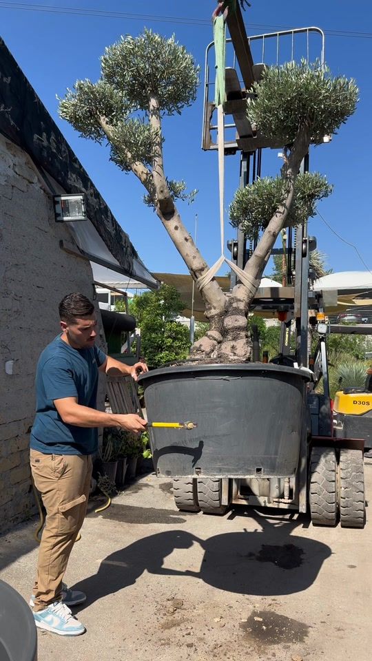 TikTok video thumbnail by simegarden