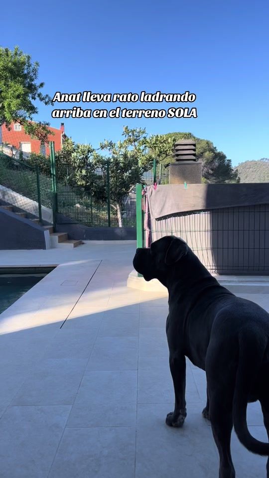 TikTok video thumbnail by canecorsoseth.oficial