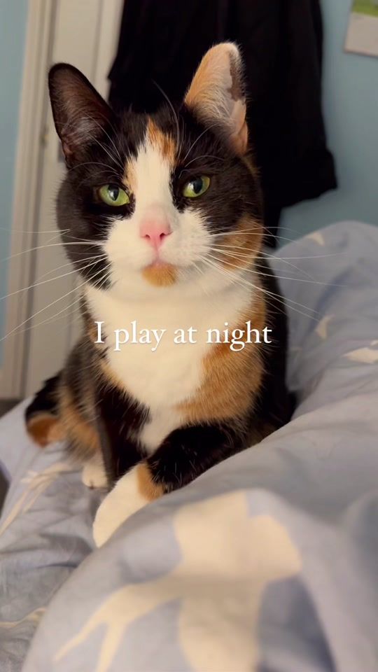 TikTok video thumbnail by a.cat.named.callie