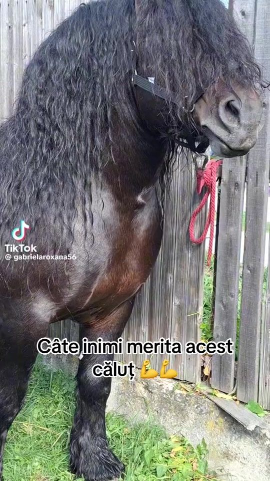 TikTok video thumbnail by samirleptea1