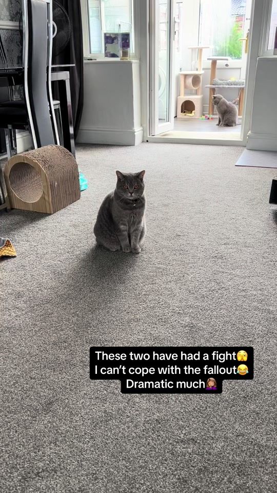 TikTok video thumbnail by baby_gatsby