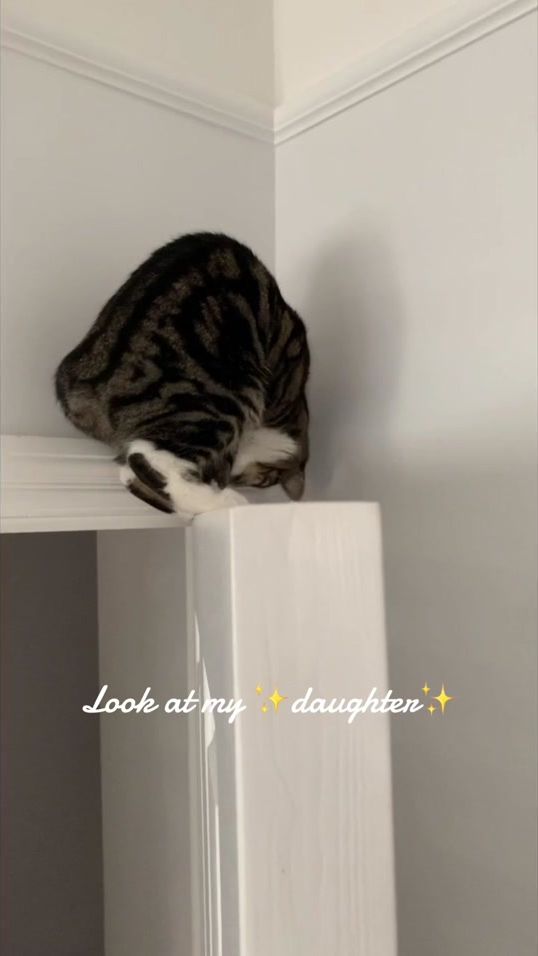 TikTok video thumbnail by poppoocat