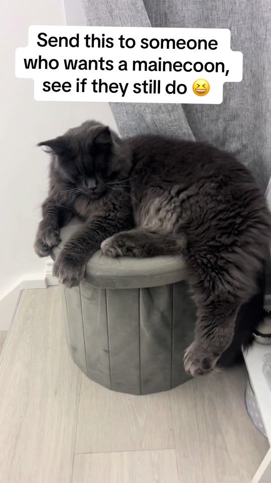 TikTok video thumbnail by three_mainecoons