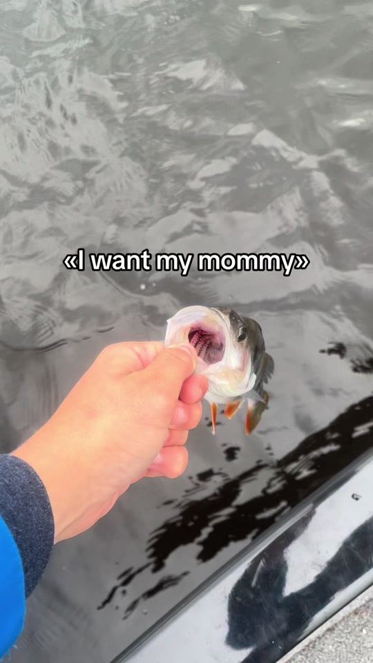 TikTok video thumbnail by lurefisher