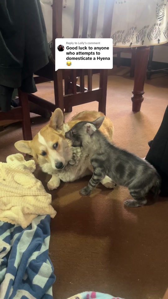 TikTok video thumbnail by user7936031421