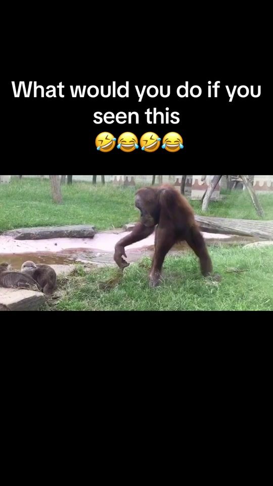 TikTok video thumbnail by memezar_us